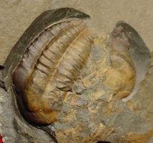 Fossil Trilobite Ellipsocephalus hoffi Item EH037  