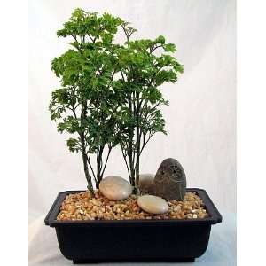 Ming Bonsai Tree with Small Riverstone: Grocery & Gourmet Food