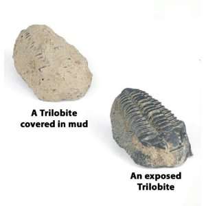  Fossil Find Trilobite Craft Kit (makes 25 projects): Toys 