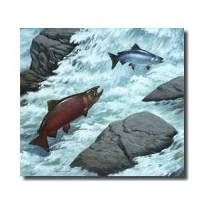  Chinook Or King Salmon Fish In Spawning Red Color Jump 
