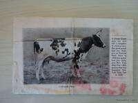 1917 Ferndell Farms Ayrshire Dairy Cattle Catalog Antique Ladysmith 