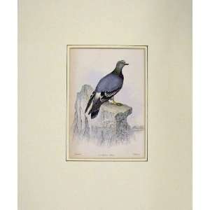   : 1835 Hand Coloured Print Bird Columba Livia Nature: Home & Kitchen