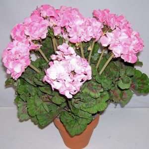  21 Potted Geranium Bush (pink)