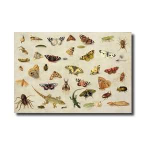  A Study Of Insects Giclee Print