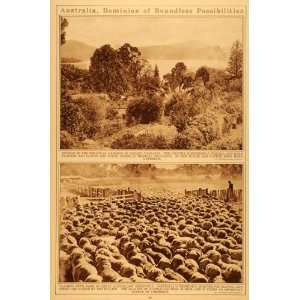   Rams Sheep Farming Wool Trees   Original Rotogravure: Home & Kitchen