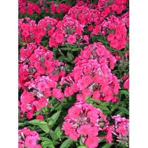   Fragrant Phlox Paniculata Red Super Plant: Patio, Lawn & Garden