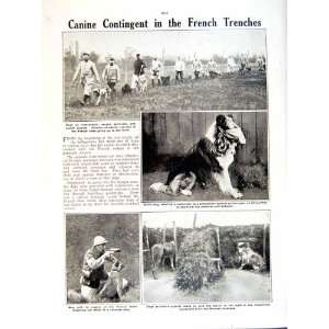    1919 WORLD WAR GENERAL HUMBERT THAON CHAMPAGNE DOGS