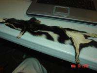 Civet Oregon pelt w/ft. fur tanned taxidermy hide skin  