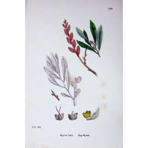  Botany Plants C1902 Bog Myrtle Myrica Gale Flowers