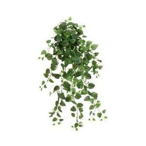  21 Mini Philodendron Hanging Bush x12 w/349 Lvs. Green 