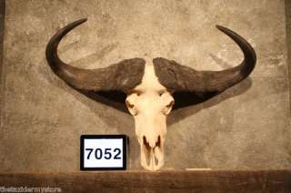 7052 African Cape Buffalo Skull Horns Mount Taxidermy  