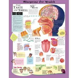Blueprint for Health Your Taste and Smell Chart Paper Unmounted 