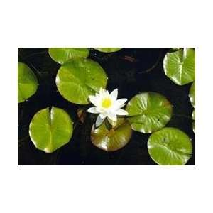  Water Lily 20x30 poster