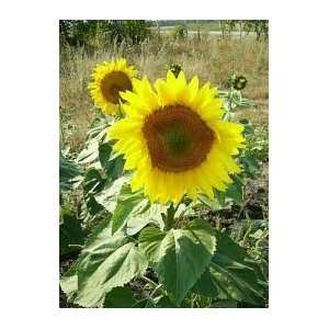  Peredovik Sunflower Seeds  50# Bulk Seed Bag Patio, Lawn 