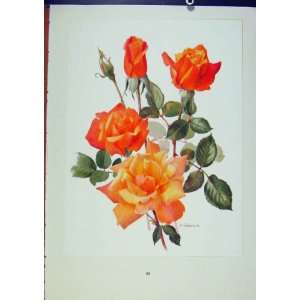  Plate 19 Sutters Gold Roses Old Print Trechslin Bois