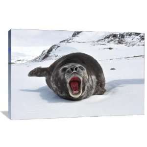  Elephant Seal Pup   Gallery Wrapped Canvas   Museum 