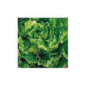  Tom Thumb Lettuce: Patio, Lawn & Garden