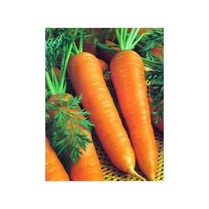  Carrot ~Barlicum 2 Carrot ~ Heirloom~ 800 Seeds: Patio 