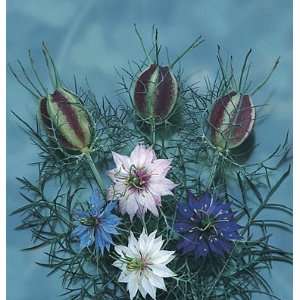  Davids Flower Nigella Love in A Mist 50 Seeds per Packet 