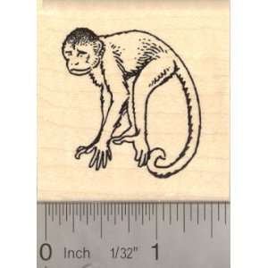  Capuchin Monkey Rubber Stamp: Arts, Crafts & Sewing