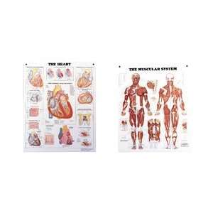   Bachin Anatomical Chart Series   Muscular System: Everything Else
