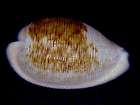 CYPRAEA CAPENSIS:EXCEPT​IONAL DARK GEM SOUTH AFRICAN COW
