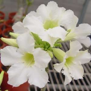 9GreenBox   Adenium Desert ROSE Sparkle Star House Plant Bonsai 