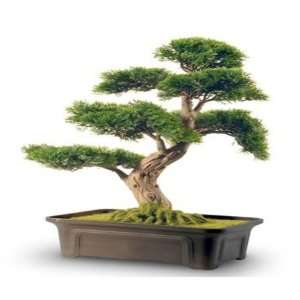 National Tree Cedar Bonsai with Rectangular Dark Brown Plastic Pot, 24 