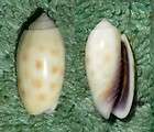Seashell   Oliva flammulata Lamarck 1811  