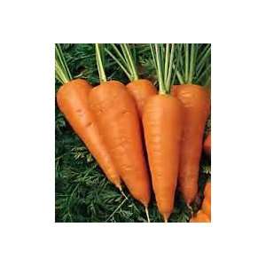 Todds Seeds   Carrot   Chantenay Red Cored Carrot Seed, Sold by the 