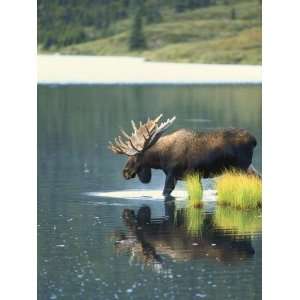  Bull Moose Wading in Tundra Pond, Denali National Park 