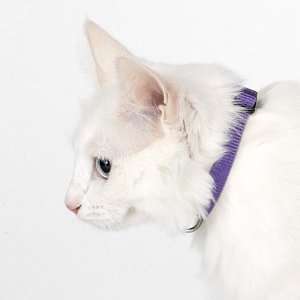 Guardian Breakaway Cat Cllr 8 12 In Royal Blue Pet 