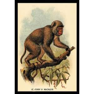  Exclusive By Buyenlarge St. Johns Macaque 24x36 Giclee 
