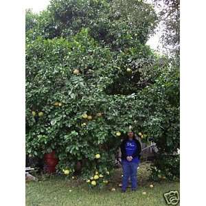    10 Moms Heirloom Grapefruit Citrus Tree Seeds Patio, Lawn & Garden