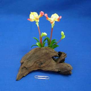 SMALL CLAY LADYS SLIPPER ORCHID ON DRIFTWOOD   FA57  