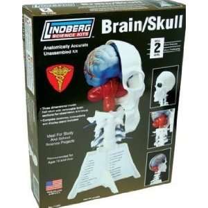  Half Skull w/Removable Brain Sections Lindberg Toys 