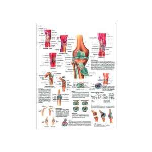  Paper Larticulation Du Genou Chart (Knee Joint Anatomical Chart 