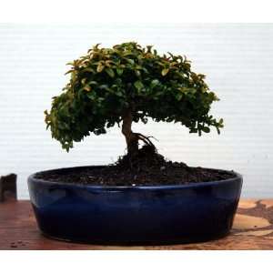 20yr Amazing Rare Kingsville Boxwood in Japanese Professional bonsai 