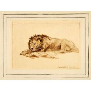 1907 Tipped In Print Study Couchant Lion Pen Wash Rembrandt Dutch 