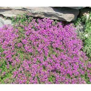  Thyme Creeping Thyme Great Garden Herb 500 Seeds Patio 