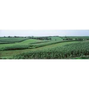  Corn Growing in a Field, Grant County, Wisconsin, USA by 