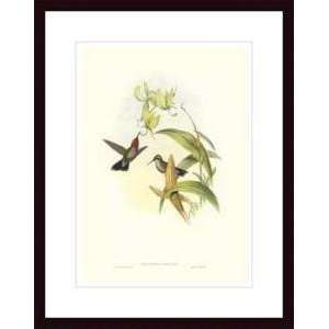  Poster Wood Framed Print   Gould Hummingbird IV   Artist John Gould 