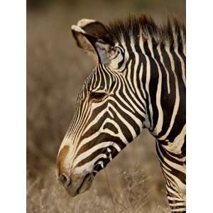 Grevys Zebra (Equus Grevyi), Samburu National Reserve, Kenya, East 
