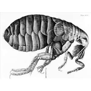  A Flea from Microscope Observation by Robert Hooke (1635 