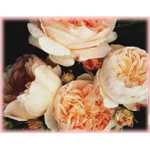    Evelyn (Rosa English Rose)   Bare Root Rose: Patio, Lawn & Garden