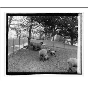  Historic Print (L) White House lambs