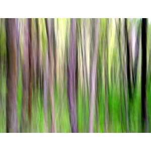  Spring Forest, Limited Edition Photograph, Home Decor 