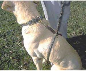 MENDOTA EZ TRAINER Dog Leash Lead 8 x 1/2 NEW FS  