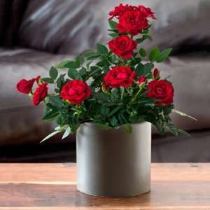2011 Valentine Gift Plant Mini Rose   Ships Express!:  
