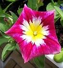 CONVOLVULUS RED ENSIGN MORNING GLORY FLOWER SEEDS   20 SEEDS FREE 